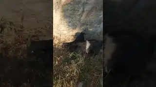 Fight Between Two Goats #goatsfight #fight #shorts #animalfight #animals #cuteanimals #funnyanimals