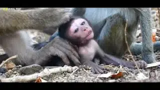 Baby Monkey Goes on Wild Ride With Kidnapper
