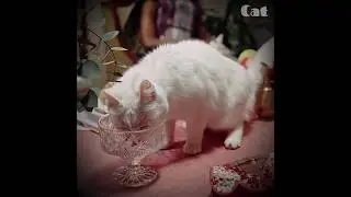 Ultimate Cuteness Battle: Dogs vs. Cats! 🐾 Who Wins Your Heart | #shorts #viral #short