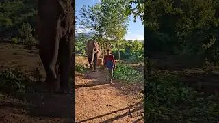 Free to roam. Once abused now safe and loved at project SEF Laos #elephant  #animals