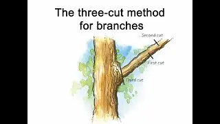 What you must know, if you are cutting off large branches - the Three-Cut Method