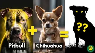5 Most WEIRDEST Pitbull Terrier Mix Breed Dogs You Don't Know About