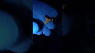 Shark teeth in Texas discovered with UV light