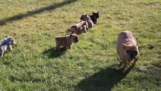 French Bulldog Puppies for Sale
