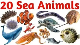 20C Animals Name 🐶🦁 | जानवरों के नाम | Kids Learning Video renu मैंगी पाठशाला