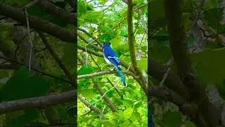 Beautiful Blue Jay bird, Houston, Texas - Please subscribe for more scenic and travel videos