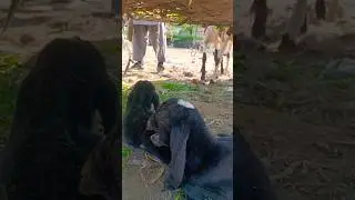 Cute Goat kid calling Mama🐐🥰❤️✨😍#viralshorts #kids