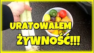 MARNOWANIE ŻYWNOŚCI - JAK MOŻNA JĄ URATOWAĆ #alone #metaldetecting #freeganizm #like