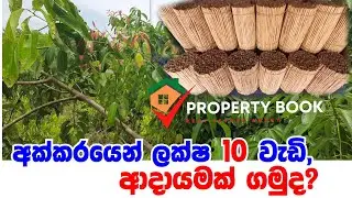 Cinnamon land for sale in sri lanka/land for sale in srilanka/lankawe kurudu idam/kurudu wathu/land