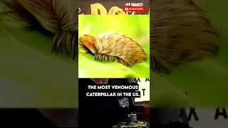 The Most Painful Insect Sting