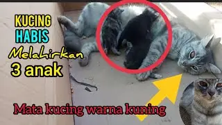 Kucing Habis Melahirkan Mata Kucing Warna Kuning