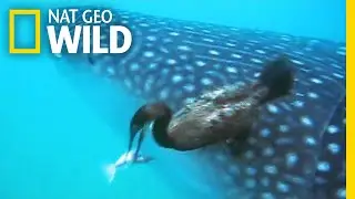 Watch a Diving Bird Pluck a Suckerfish Off a Shark | Nat Geo Wild