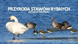Przyroda stawów rybnych (Lektor PL) | Nature of fish ponds
