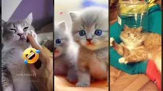 Cat Funny Videos 🐈&zwj;⬛ funny cats talking 😹 #funanimals #9578