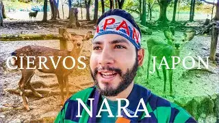 Nara: donde los venados mandan y t&uacute; obedeces - JAP&Oacute;N
