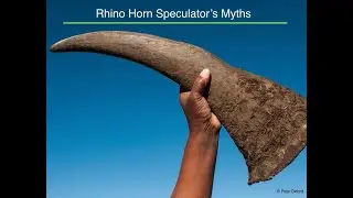 Rhino horn trade - why trade is bad for our wild rhino populations