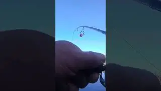 😱КРУПНЫЙ КАРП НА СЕЛЕДКУ! ЖЕСТЬ!⚠️