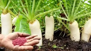 How to grow radish from seed || white radish growing || how to grow mooli