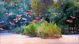 Ducks in Flight