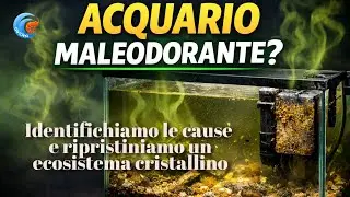ACQUARIO CHE PUZZA? CAUSE E RIPRISTINO DI UN  ECOSISTEMA CRISTALLINO. STINKY AQUARIUM?