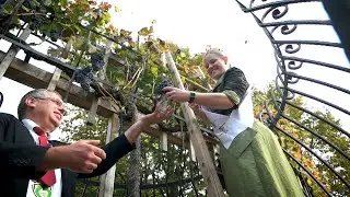 12. Trgatev v Cerkvenjaku