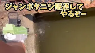 スクミリンゴガイ【ジャンボタニシ】卵を水鉄砲で駆除してみた　農家のみなさんファイト〜