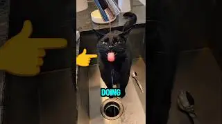 This Cat Has The Most Unique But Weird Way To Drink Water 🤯