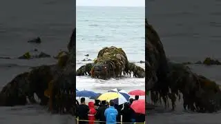 omg 😲😳#ocean #horror #mystery #monster