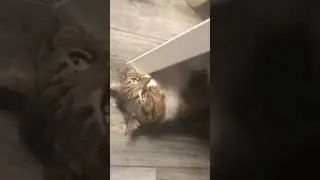 Кошка играет с игрушкой 🐱