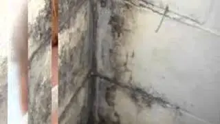 Mold Inspection Manhattan