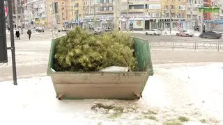 Вторая жизнь новогодней ёлки: в Самаре стартовал приём хвойных деревьев