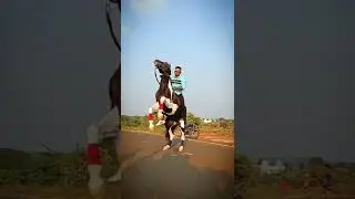 #karnataka #horserace #