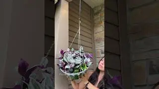 Creating a tradescantia hanging basket #tradescantia #hangingbasket #plantstyling
