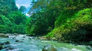 Gentle Natural Melodies, Forest Stream Sounds with Birds Singing Softly,Peaceful Nature Ambience #60