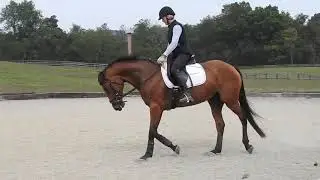 Primitive Promise dressage 2020