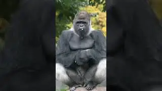 Gorilla 🦍 Dance #gorilla #dance #animals #ai