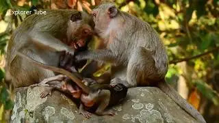 Extremely mean Blacky mom monkey got angry tantrum squeezing baby Janna up & down so terrified.