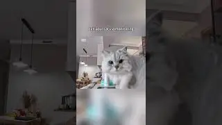 Call your cat via monitoring 🐱 #funny #funnyvideo #cat #pets #funnycats