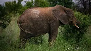 Umlani Bushcamp, Timbavati Game Reserve, Greater Kruger, 2024 - RSW