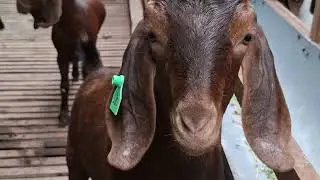 Cái tơ 5/1/2026