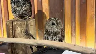 A sleepy owl, eyes half-closed, quietly resting at Owl Cafe Chouette 🦉☕
