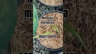 Monstera marmorata #monstera #monsteravariegata #monsteraplant #shorts #trending #plants