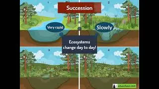 Populations in Ecosystems &ndash; 1.20 Succession &ndash; Succession & Climax Community