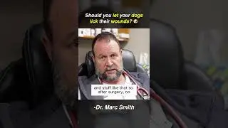 Is It Safe for Dogs to Lick Their Wounds? Marc Smith, DVM, MS