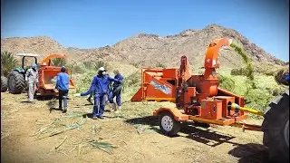 Chipping palm fronds after seasonal pruning on a date farm with TOMCAT 250 & 300mm PTO wood chippers