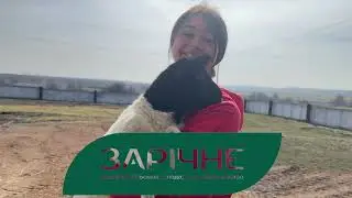 Вирощування ягнят Дорпер: від народження до статевої зрілості
