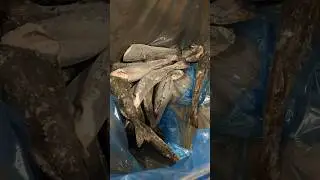 Unloading Black Cod - Steveston BC #fish #cod #canada #fishing #fyp