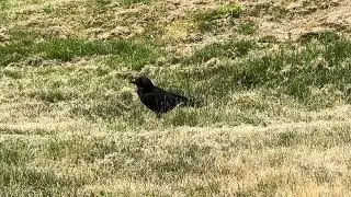 Crow Walking
