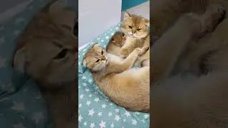 Mother and father cat with their kittens😍😍