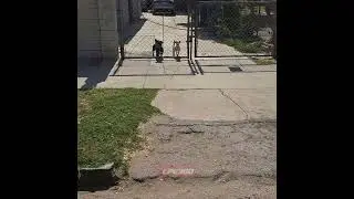 Dog barking sounds like man coughing